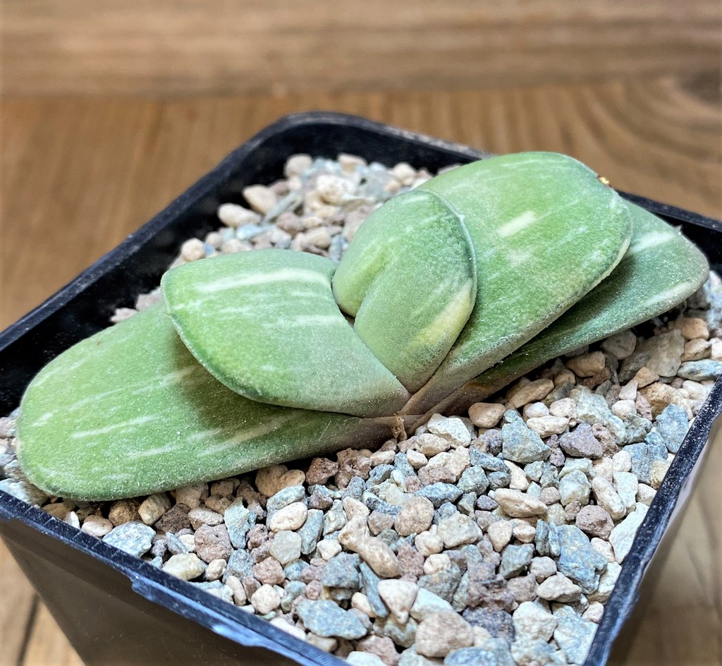 SH26474 Gasteria glomerata f. variegata -Japan- Clon 2 - Image 3