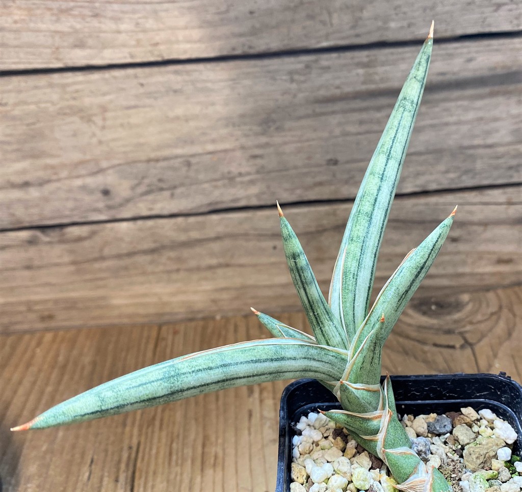 SH26477 Sansevieria 'Silver Clone'
