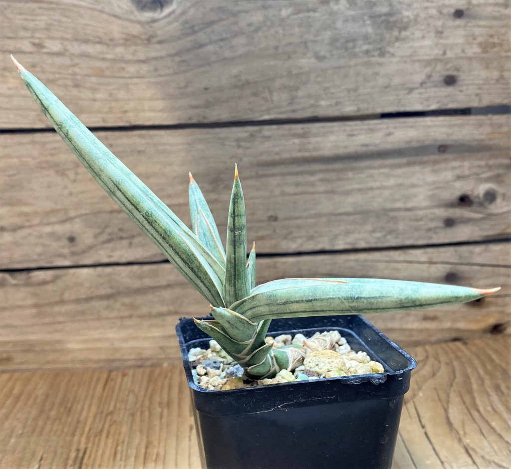 SH26477 Sansevieria 'Silver Clone' - Image 2