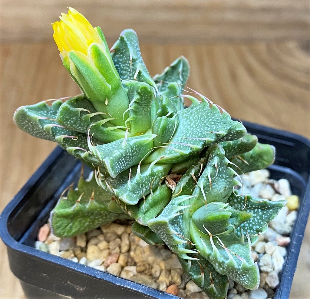 SH26480 Faucaria aff. tigrina - Image 2