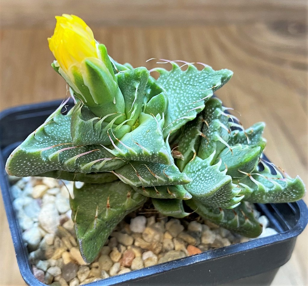 SH26480 Faucaria aff. tigrina