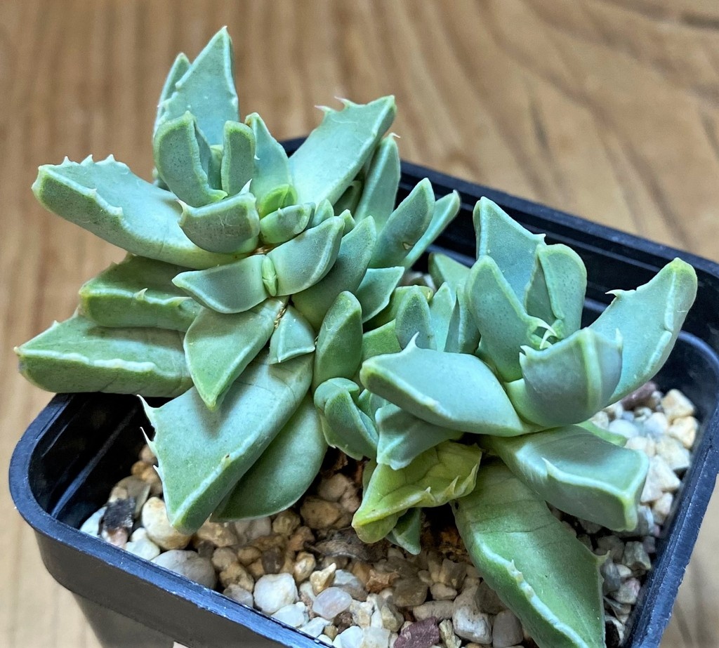 SH26481 Faucaria bosscheana PB1628