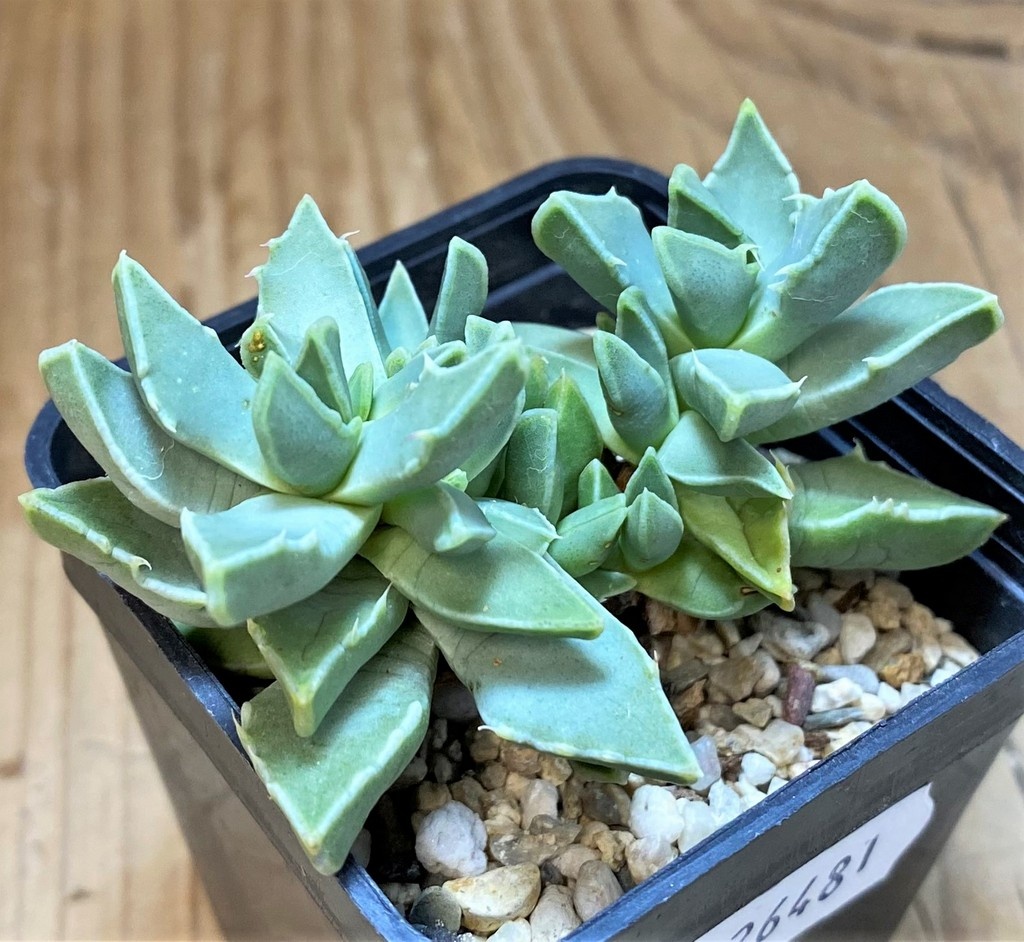 SH26481 Faucaria bosscheana PB1628 - Image 2