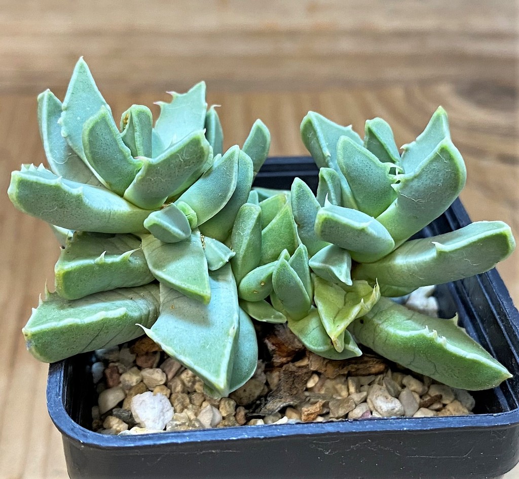 SH26481 Faucaria bosscheana PB1628 - Image 3