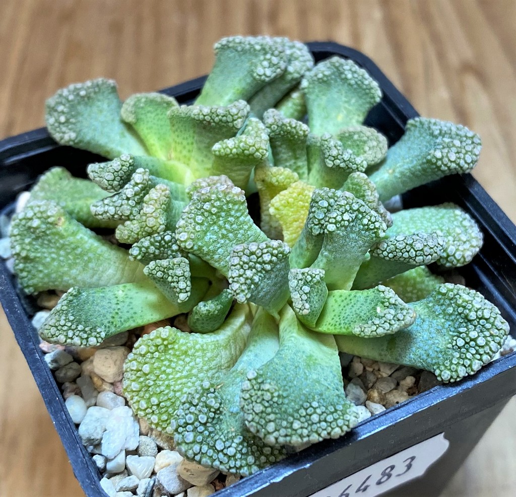 SH26483 Titanopsis calcarea