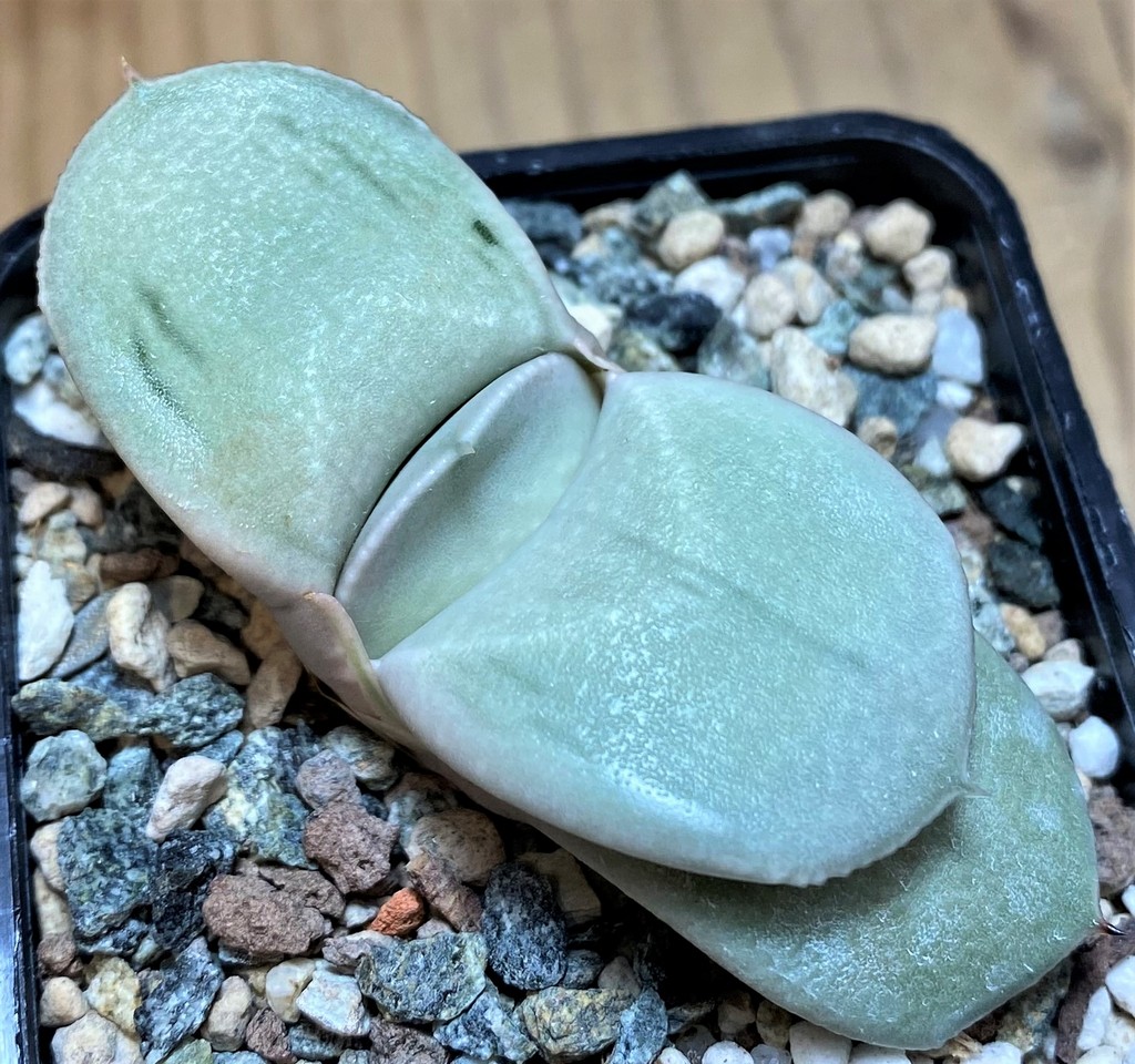 SH26469 Gasteria 'Hakugei'