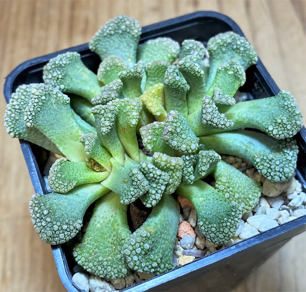 SH26483 Titanopsis calcarea - Image 2