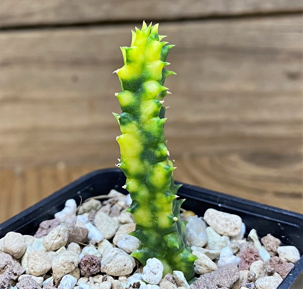 SH26485 Huernia zebrina f. variegata