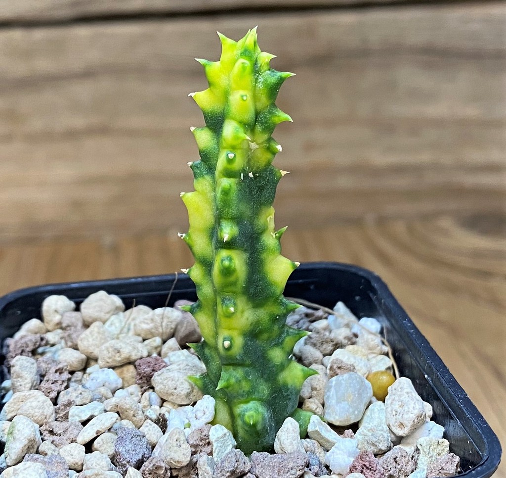 SH26485 Huernia zebrina f. variegata - Image 2