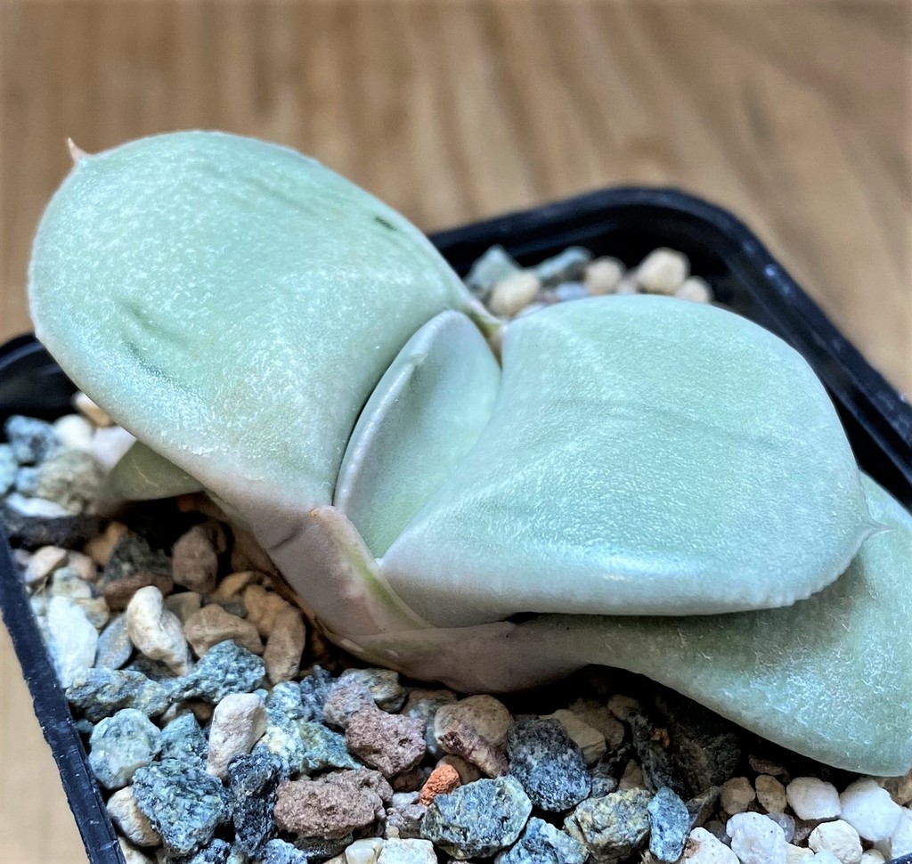 SH26469 Gasteria 'Hakugei' - Image 2