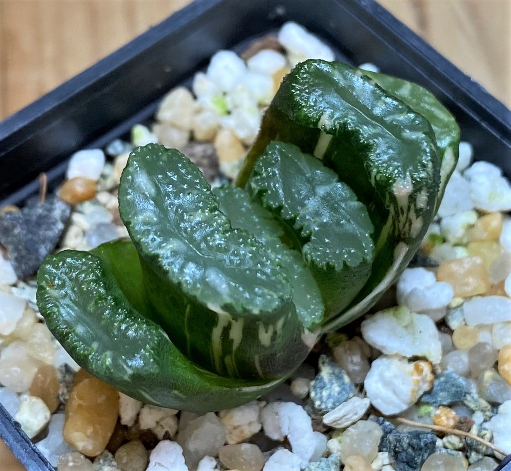 SH26492 Haworthia truncata f. variegata -Japan- - Image 2
