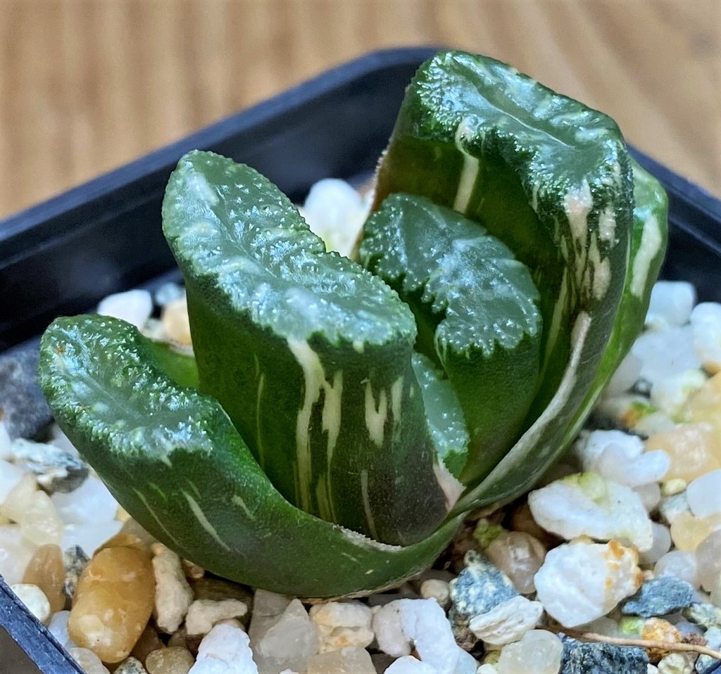 SH26492 Haworthia truncata f. variegata -Japan-