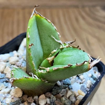 SH26496 Agave titanota 'White Thorusel'