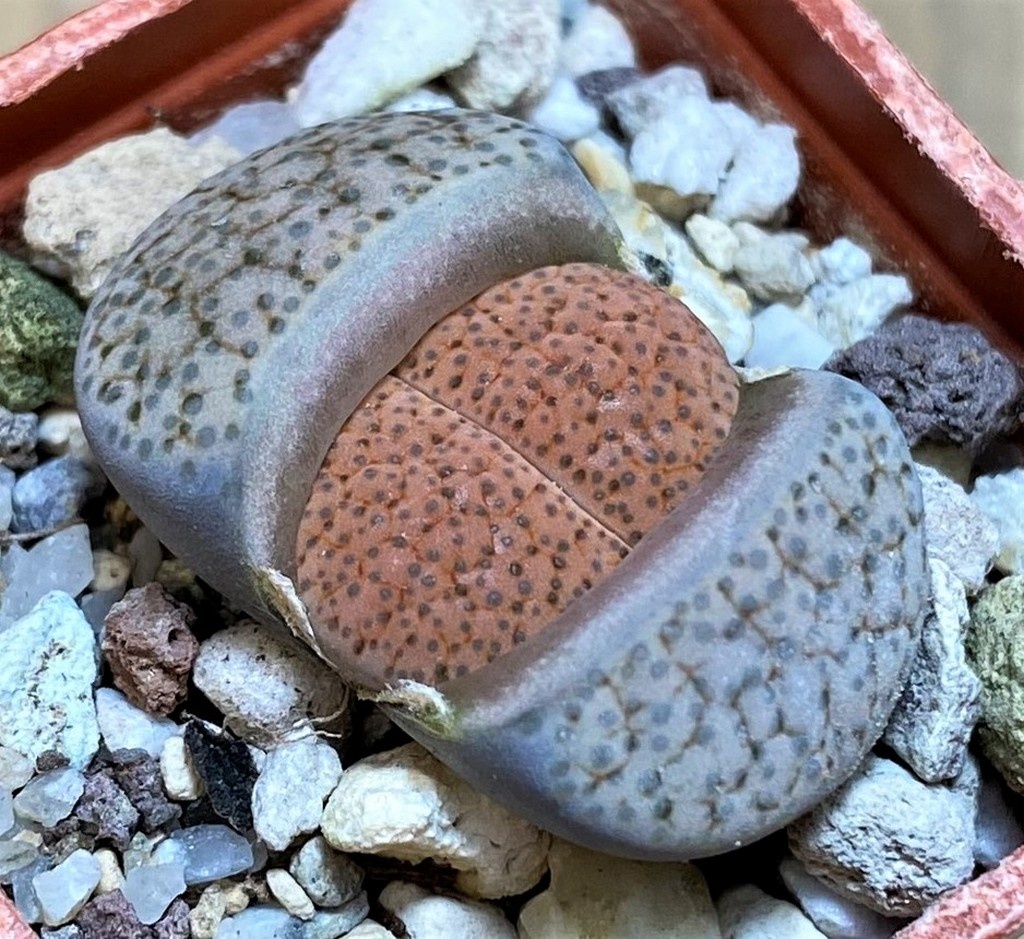 SH26729 Lithops fulviceps v. lactinea