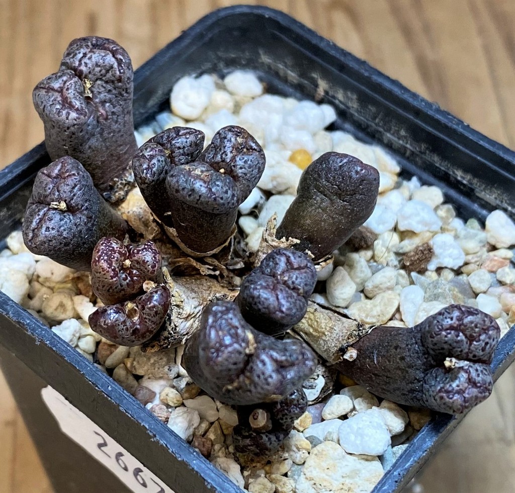 SH26679 Conophytum pellucidum