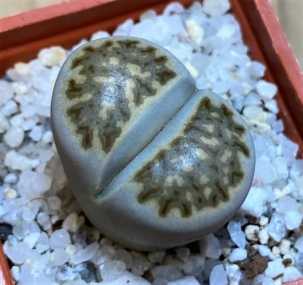 SH26735 Lithops julii ssp. fulleri v. brunnea C 179