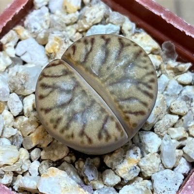 SH26740 Lithops bromfieldii 'Coral'
