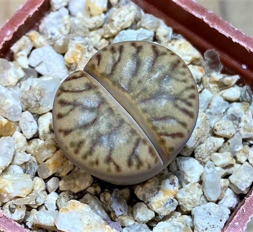 SH26740 Lithops bromfieldii 'Coral'