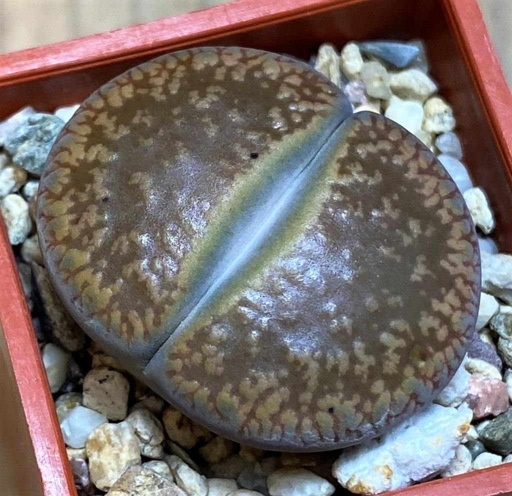 SH26744 Lithops aucampiae