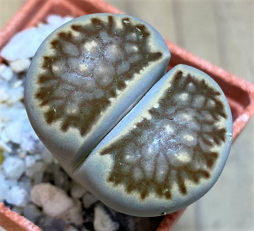 SH26745 Lithops julii ‘Kikushogiyoku’ hybrid