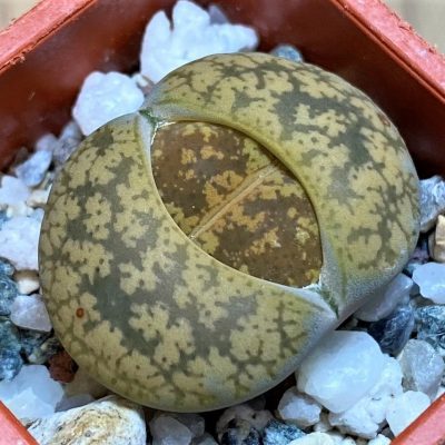 SH26747 Lithops lesliei C014