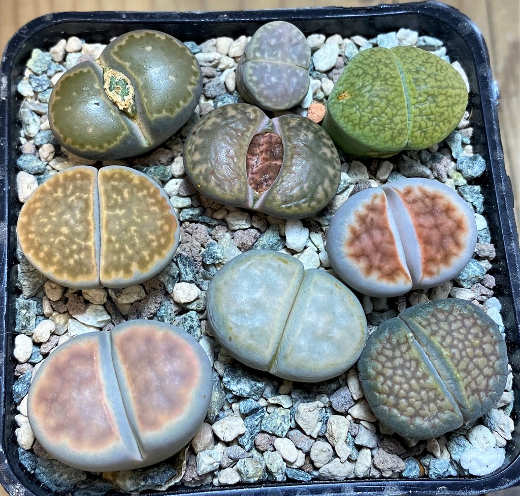 SH26751 Lithops mix