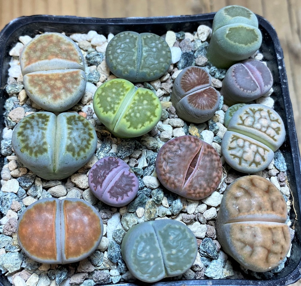 SH26752 Lithops mix