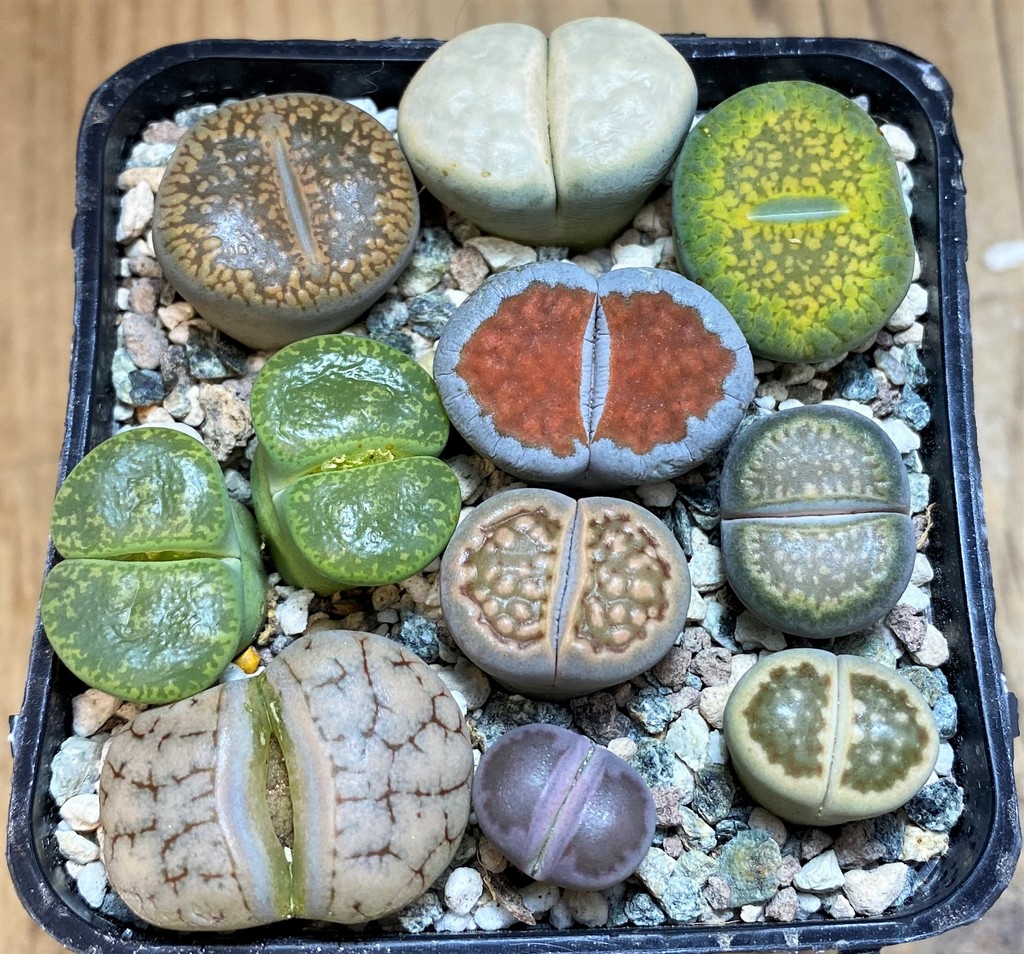 SH26753 Lithops mix