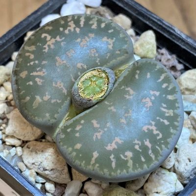 SH26682 Lithops lesliei