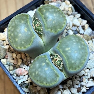SH26693 Lithops julii 'Fuller Green'