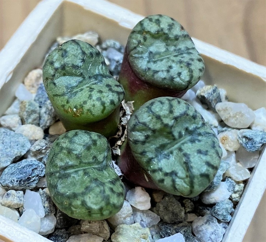 SH26675 Conophytum obcordellum