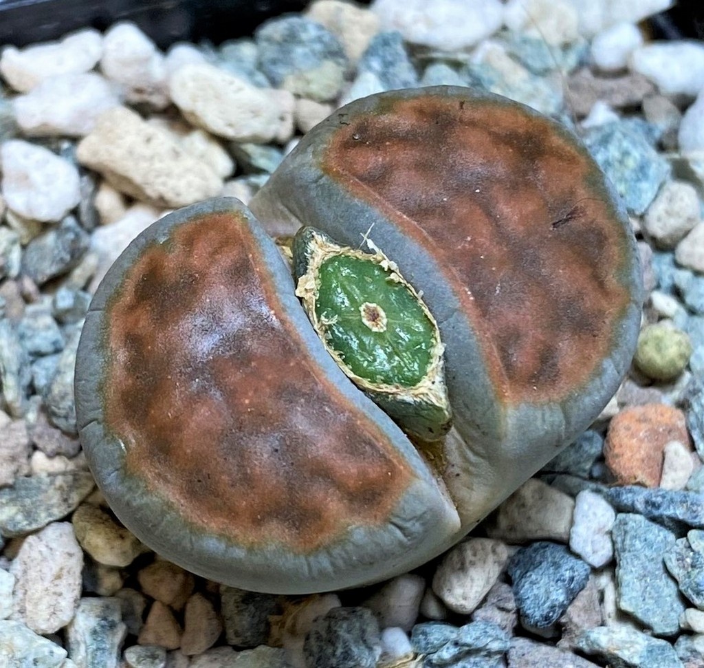 SH26695 Lithops karasmontana 'Top Red'
