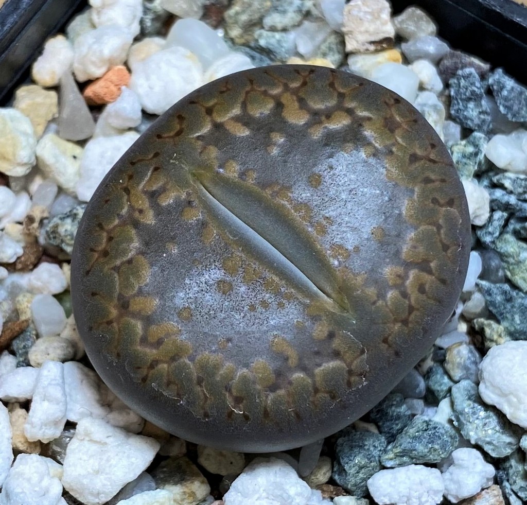 SH26698 Lithops aucampiae