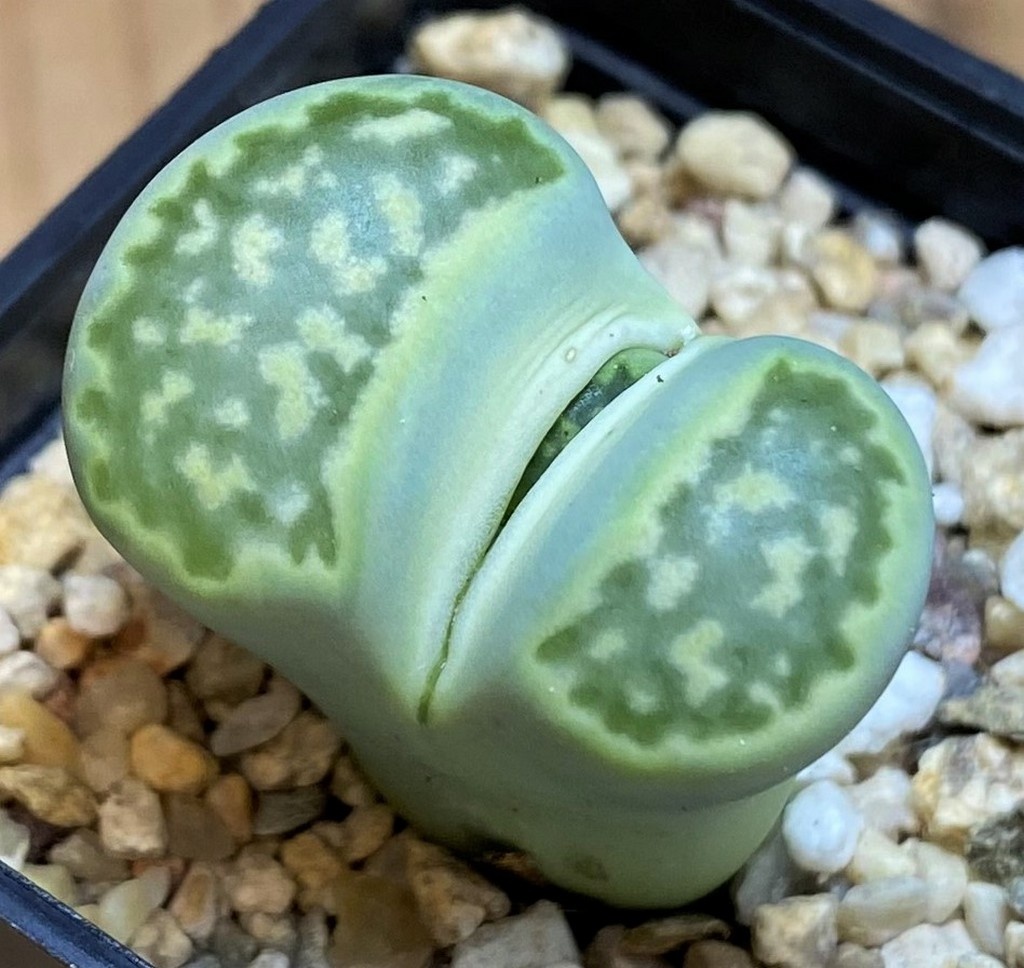 SH26699 Lithops julii 'Fuller Green' C056A