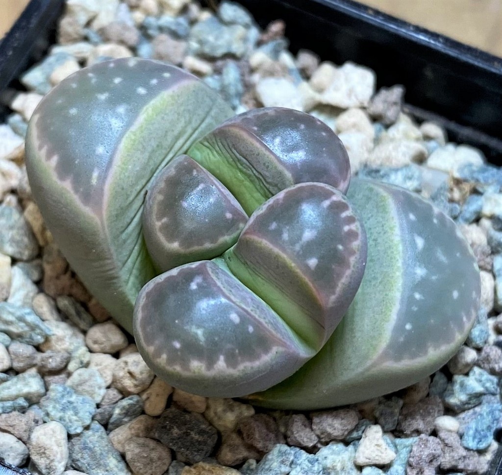 SH26701 Lithops olivacea v. nebrownii