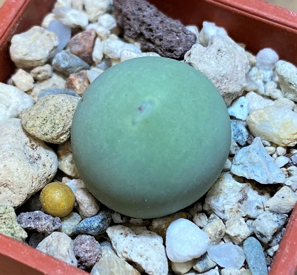 SH26676 Conophytum calculus