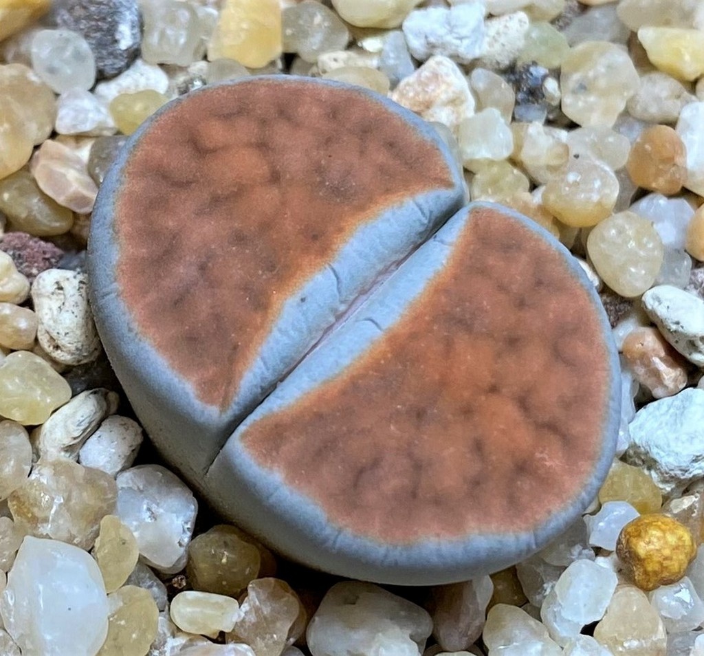 SH26706 Lithops karasmontana 'Top Red'