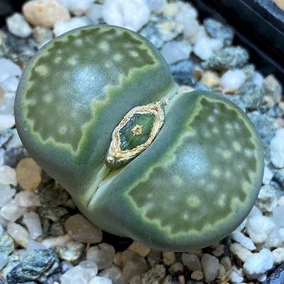SH26709 Lithops salicola 'Malachite'