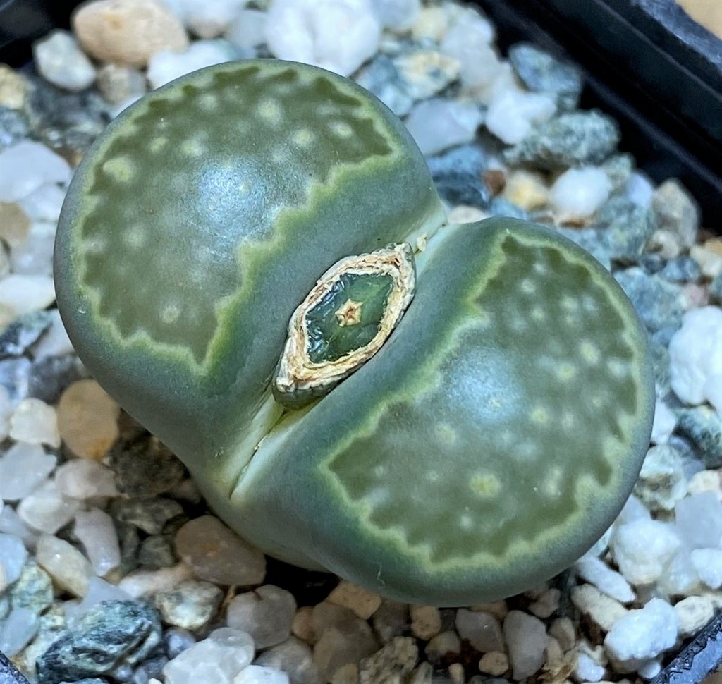 SH26709 Lithops salicola 'Malachite'