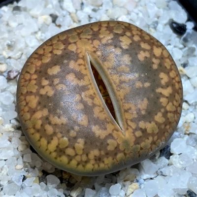 SH26712 Lithops aucampiae