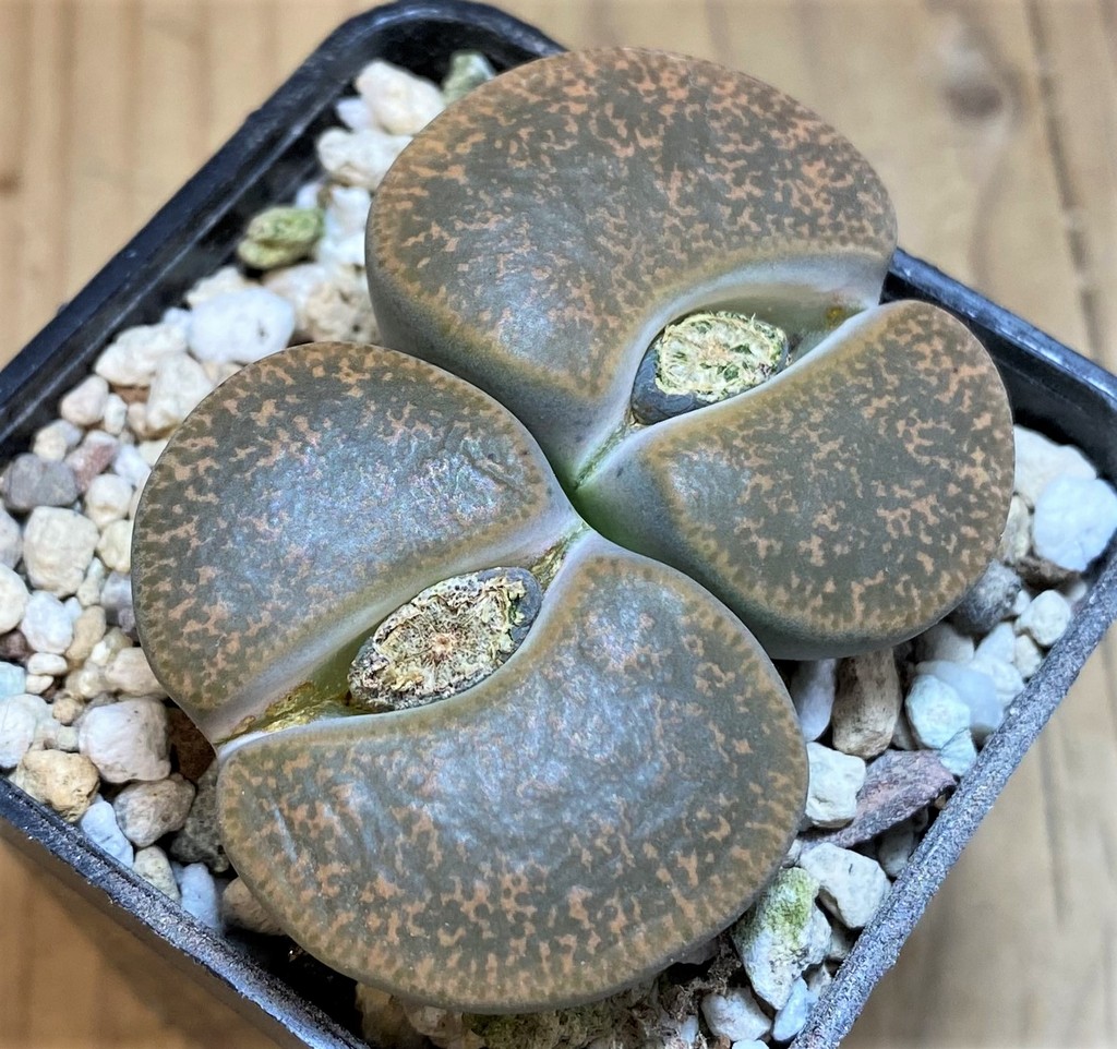 SH26718 Lithops lesliei
