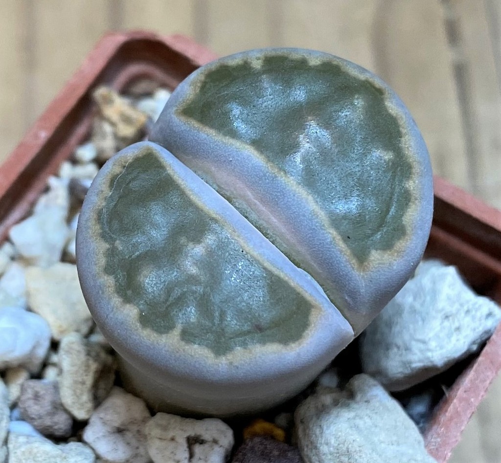 SH26720 Lithops karasmontana v. bella