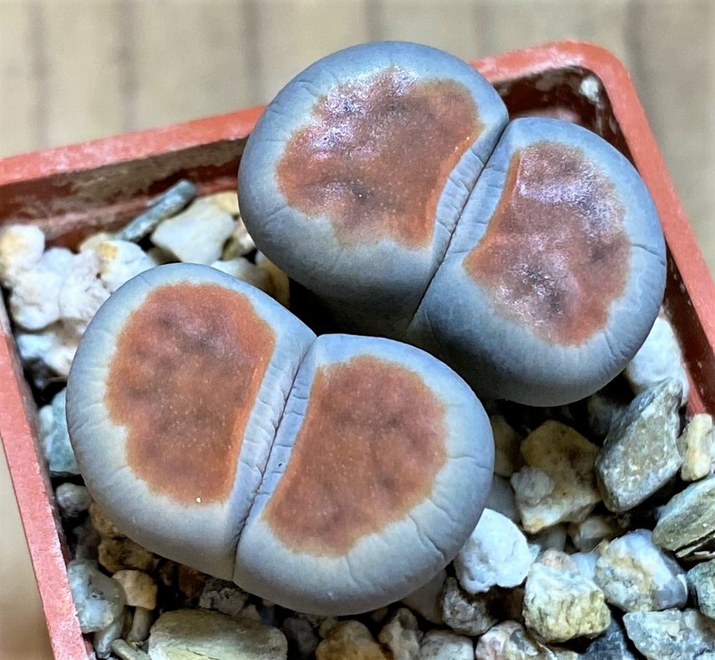 SH26721 Lithops karasmontana 'Top Red'