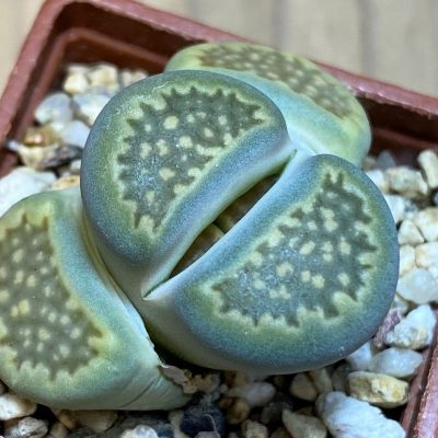 SH26723 Lithops hallii v. ochracea C111A