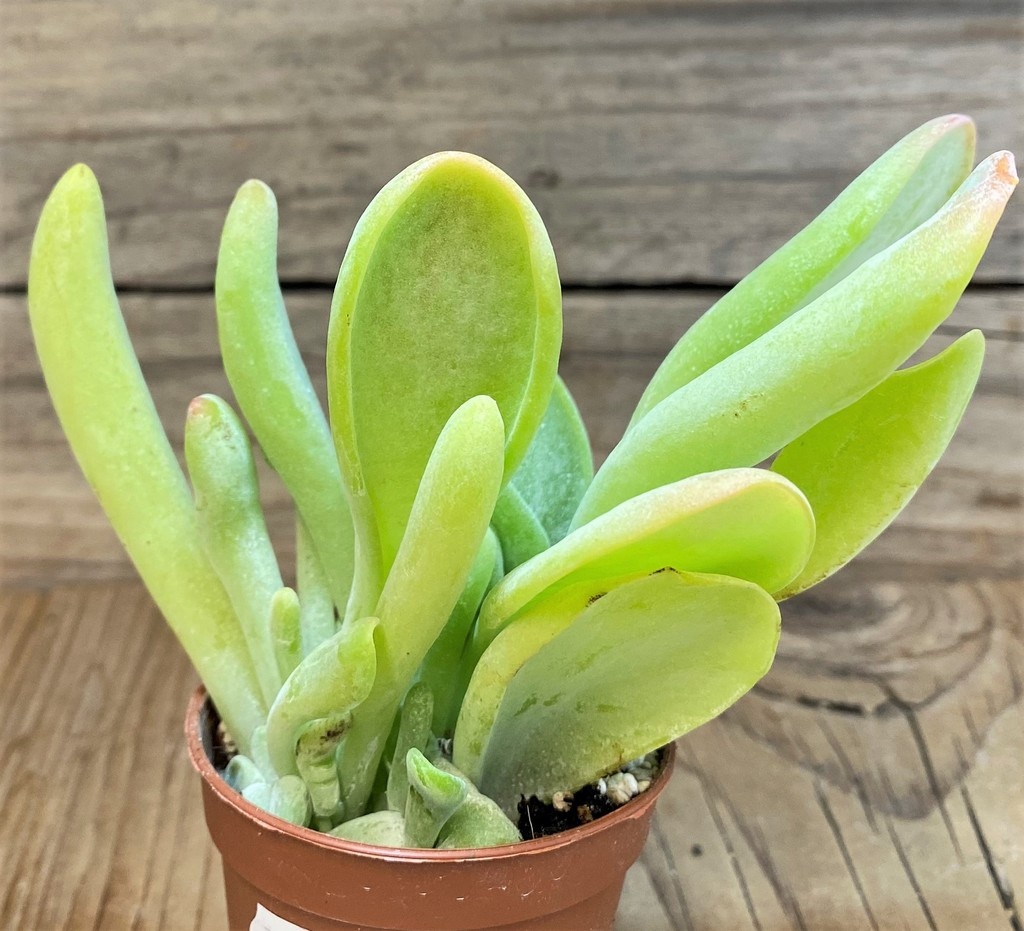 SH26763 Kalanchoe thyrsiflora ‘Monstrosa’ - Image 2