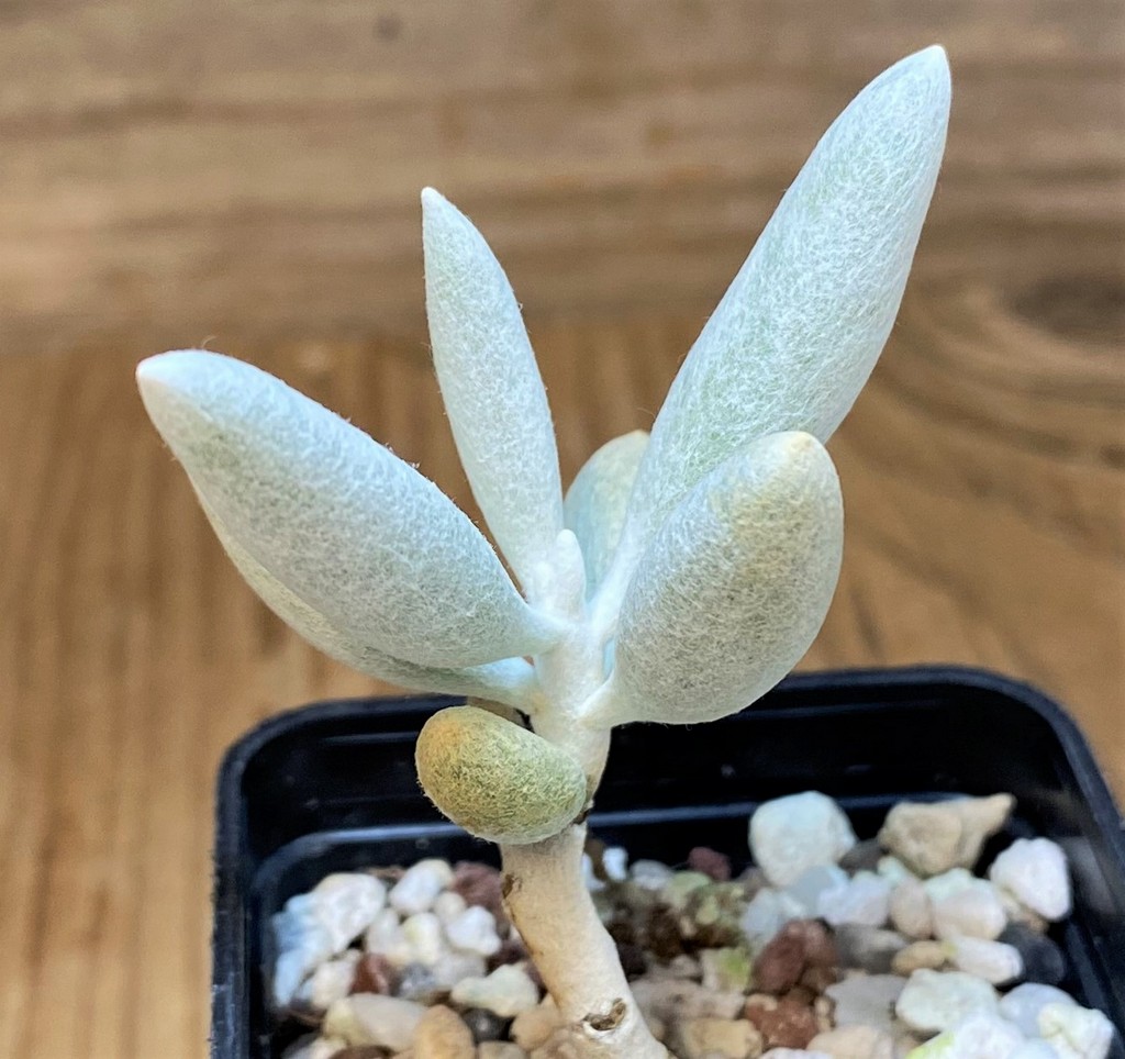 SH26795 Senecio haworthii