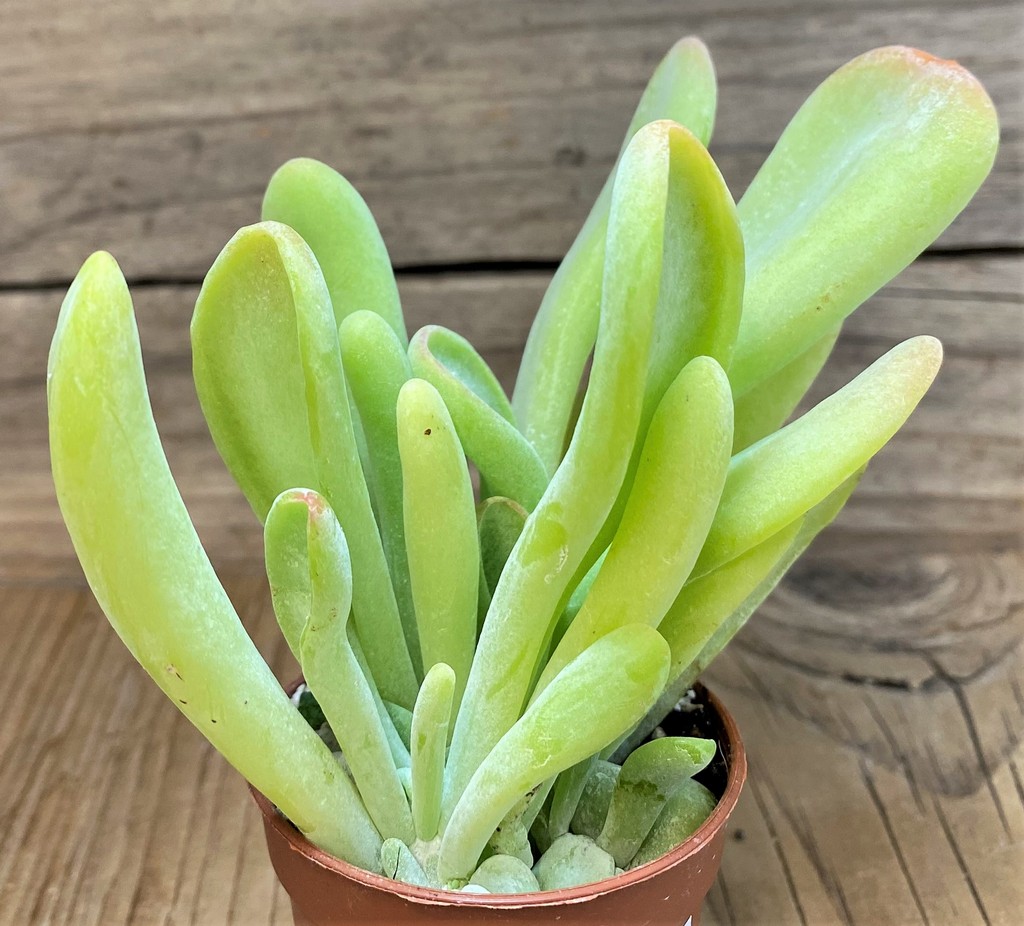 SH26763 Kalanchoe thyrsiflora ‘Monstrosa’