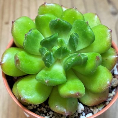 SH26799 Echeveria 'Red lantern'