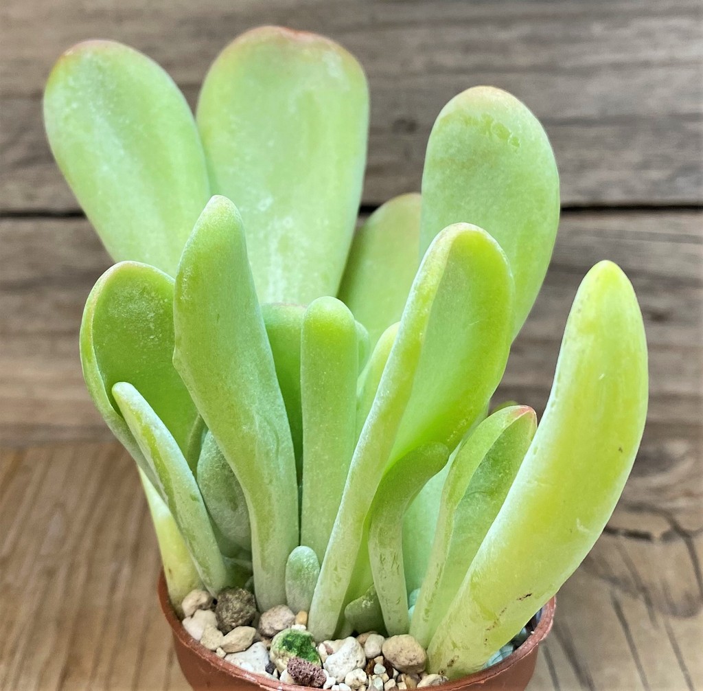 SH26763 Kalanchoe thyrsiflora ‘Monstrosa’ - Image 3