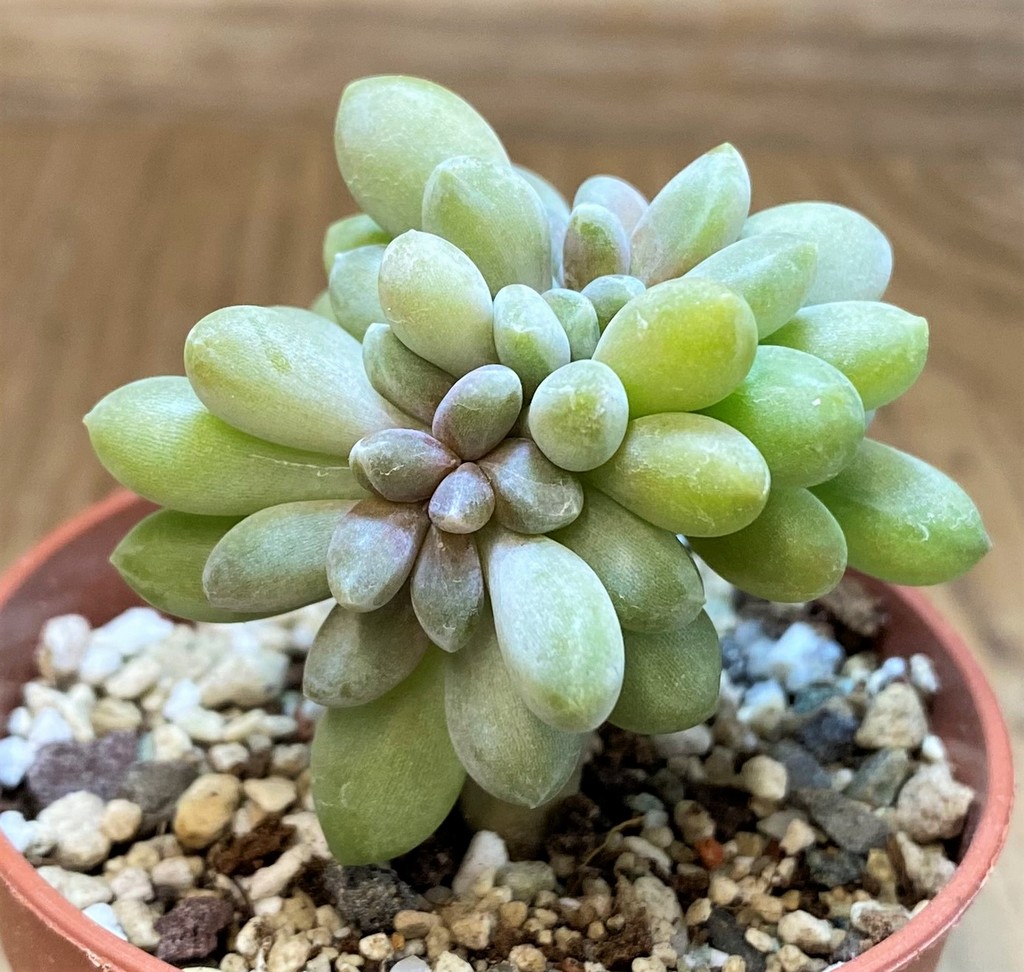 SH26801 Pachyveria ‘Clavifolia’ f. cristata